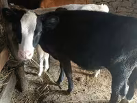 Bull, Holstein breed — photo 8