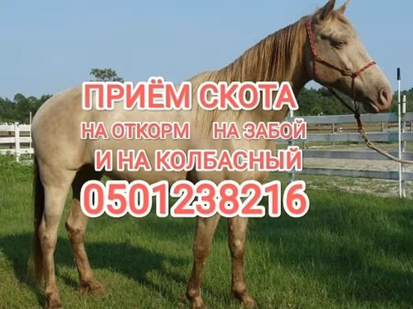 Айғыр, Жылқылар — Қырғызстан
