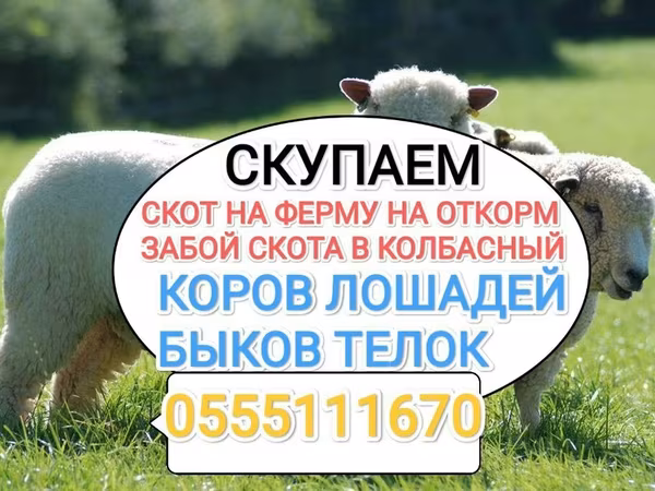 Бұқа, Swiss cattle — Қырғызстан