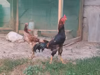 Chickens — Foto 2