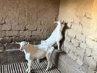 Ziegenbock, Saanen goat — Foto 5