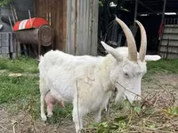母山羊, Goats — 照片 1
