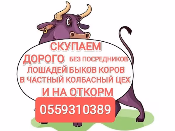 Бұқа, Ірі қара
