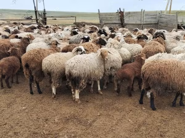 كبش, Precoce sheep