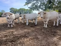 Сиыр, Charolais cattle — 7-сурет