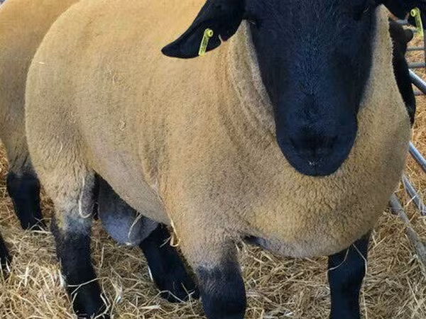 मेढ़ा, Dorper sheep