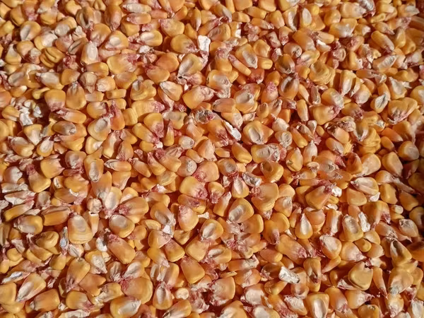 Cumpar porumb cu 3 lei/kg (cu livrare la orhei)