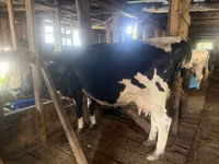 Cow, Cattle — photo 1