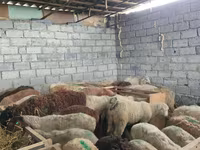 Sheep, Sheep — photo 5