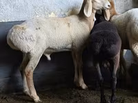 Қой, Arashan sheep — 2-сурет