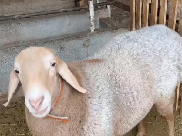 كبش, الأغنام