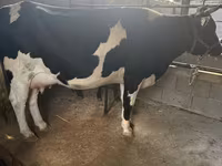 Cow, Holstein breed — photo 2