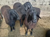 Қошқар, Rhon sheep — 3-сурет