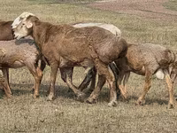Қошқар, Hissar sheep — 6-сурет