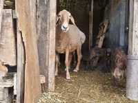 Sheep, Baerchuke sheep — photo 1