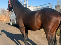 Caballo, Caballos — foto 5
