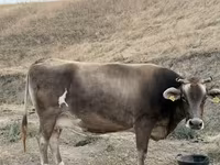 Kuh, Ukrainian Brown Dairy Cattle — Foto 4
