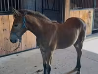 Hengst, Rocky Mountain Horse — Foto 8