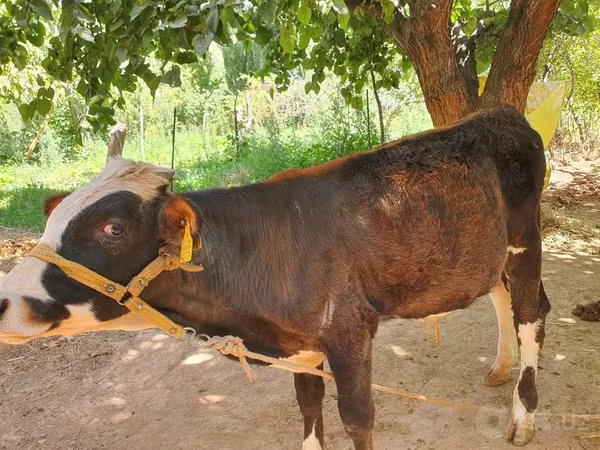 公牛, Simmental cattle — 乌兹别克斯坦