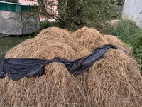 БЕСПЛАТНО!!! Чопту чаап берсениздер бесплатно берем чопту Сено из — Foto 1