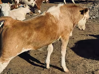 公牛, Cattle — 照片 1