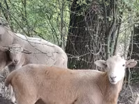 मेढ़ा, Katum sheep — फ़ोटो 1