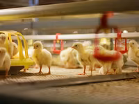Premixuri pentru animale şi păsări / Премиксы для птиц и животных — الصورة 1
