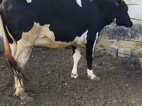 Cow, Russian Black pied cattle — photo 7
