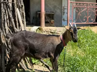 母山羊, Nubian Goat — 照片 1