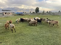 Sheep, Merino sheep — photo 2