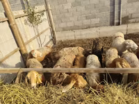 Sheep, Sheep — photo 5