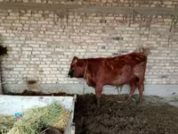 ثور, الماشية — الصورة 4