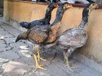 ऑस्ट्रेलियन गेम — फ़ोटो 5