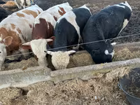 母牛, Cattle — 照片 2