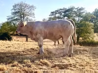 Бұқа, Charolais cattle — 1-сурет