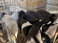 Ram, Rhon sheep — photo 2