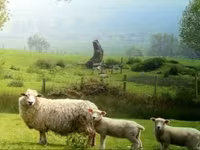 Widder, Romanov sheep — Foto 7