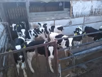 Bull, Holstein breed — photo 4