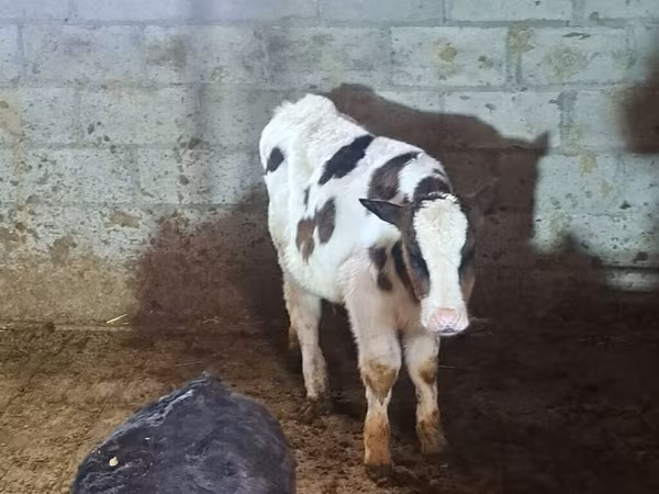 Бұқа, Simmental cattle — Қырғызстан