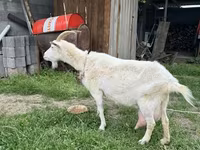 母山羊, Goats — 照片 2