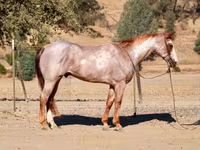 حصان, National Show Horse — الصورة 8