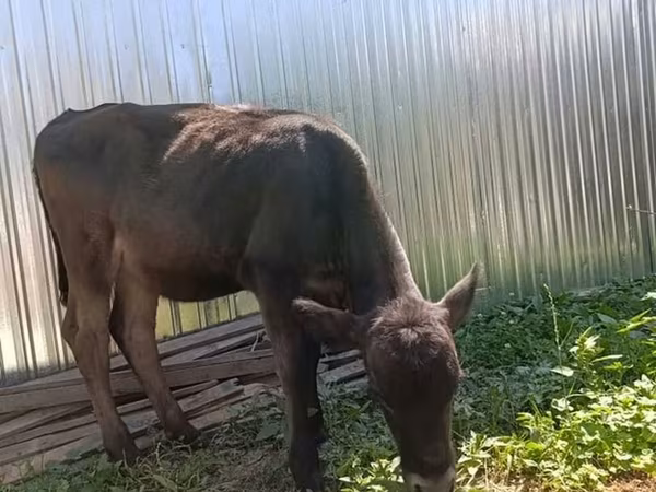Vaca, Brown Latvian