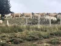 Vaca, Aubrac cattle — foto 5