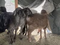 Қошқар, Hissar sheep — 5-сурет