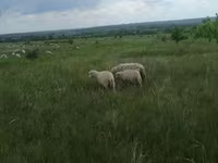 Ram, Merino sheep — photo 7