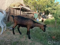 母山羊, Saanen goat — 照片 4