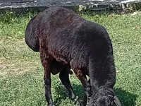 Ram, Rhon sheep — photo 5