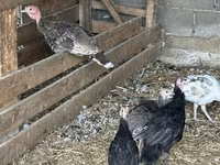 Turkeys — 6-сурет