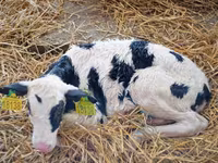 Toro, Raza Holstein — foto 1