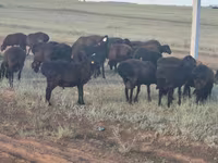 Ram, Sheep — photo 3